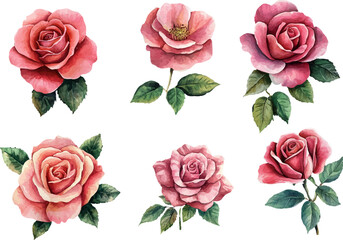 Naklejka premium set of roses vector illustration