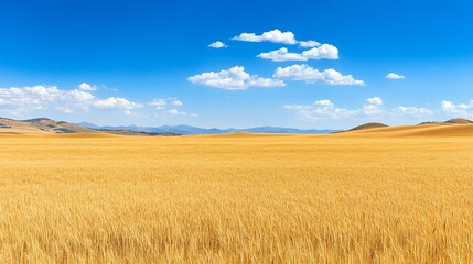 Obraz premium Serene Golden Wheat Field Under A Vast Blue Sky