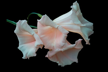 Glowing Pink Night Blooming Flower Among Dark Green Leaves With A Mysterious Atmosphere, Generative AI