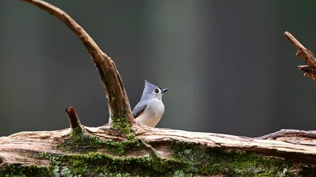 A tufted titmouse and a male cardinal finding food on a fallen cedar