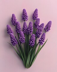Fototapeta premium Purple Grape Hyacinth Botanical Illustration Minimal Floral Design Spring Bouquet