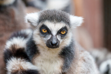 真正面を見つめるキツネザル、鮮やかなオレンジ色の目
Ring-tailed Lemur Staring Forward with Bright Orange Eyes