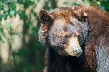 振り返る熊、自然の中の野生動物の姿
A Bear Looking Back, Wildlife in Natural Habitat