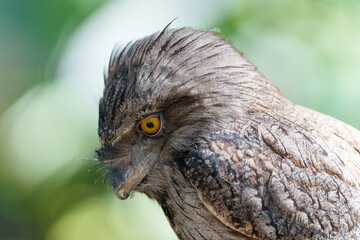 鋭い目で周囲を見つめるオーストラリアガマグチヨタカのクローズアップ
Close-up of a Tawny Frogmouth with Sharp Gaze