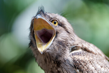 口を大きく開けるオーストラリアガマグチヨタカのアップ
Close-up of a Tawny Frogmouth with Mouth Wide Open