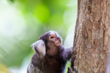 木を登るコモンマーモセットと柔らかな緑の背景
Common Marmoset Climbing a Tree with Soft Green Bokeh