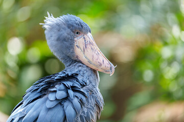 背景をぼかしたハシビロコウのポートレート
Portrait of Shoebill with Blurred Natural Background