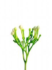 Flowers on a white background that should be 