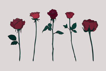 Hand-drawn illustration. Colorful set of long stem roses © Paporot