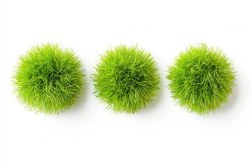 Three green burrs arranged in a row on a white background in a studio setting with bright lighting