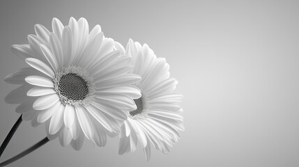 Two white daisies in a clear vase stand out against a bright background, showcasing natural beauty in a minimalistic setting