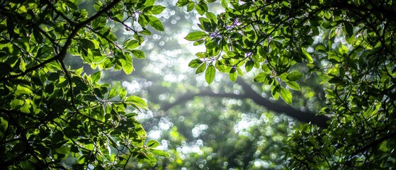 Fototapeta premium Sunlight Filtering Through Lush Green Foliage