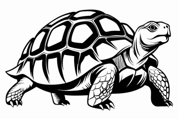 tortoise line art silhouette vector illustration