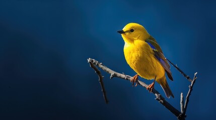 Obraz premium Bright Yellow Bird Stands Out Against Dark Blue Background