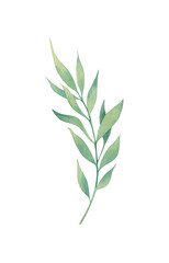 Watercolor branch with leaves. Hand drawn botanical illustration, isolated on white background. 