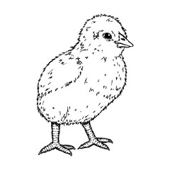 A baby chick, hand-drawn ink artwork. Suitable for farm, animal husbandry and poultry farming themes. This sketch is great for branding, packaging and Easter decorative illustrations