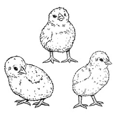 Hand-drawn ink illustration of three baby chicks. Perfect for farm life, poultry breeding, wildlife, and Easter themes. Suitable for branding, packaging, educational materials and decorative designs.