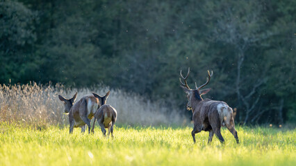 Young Red deer stag pursuing a doe with his fawn in a plain during the rut. Cervus elaphus, Sologne, Loiret 45, région Centre Val de Loire, France, European Union, Europe