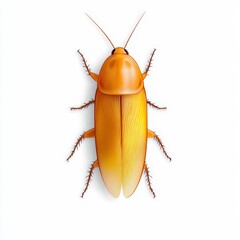 Creepy Crawly Close-Up: Detailed Macro Photography of Cockroach Insect in Studio Setting for Entomology and Pest Control Awareness