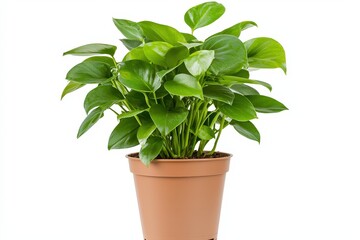 Fototapeta premium A realistic close-up of a tropical houseplant with glossy green leaves, adding freshness and elegance to any indoor space.