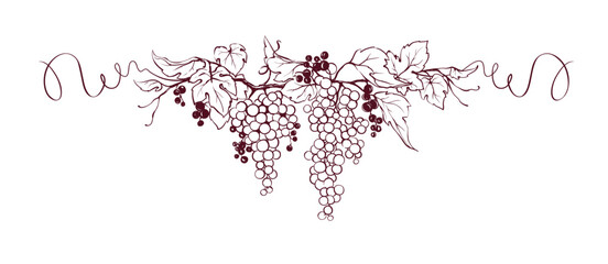 Design element for label - grapevine. Graphic vector illustration, sketch with bunches of grapes in lines, author's hand drawing.
