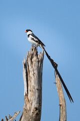 Pin -tailed Whydah bird with long beautiful tail