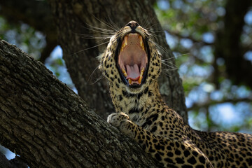 Yawning leopard in Africa in a tree