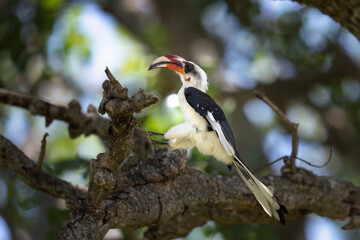 Von der Decken's Hornbill bird landing on a tree branch