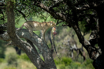 Leopard and her lunch coming down from a tree