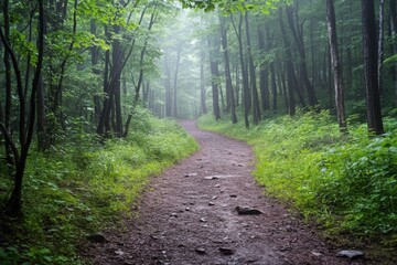 Obraz premium Hiking trail through forest with soft overcast lighting and space for branding