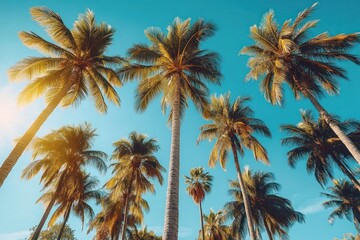 Obraz premium Palm Tree Exotic Landscape with Blue Sky and Clouds Relaxation Vacation Adventure
