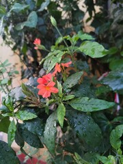 "A Serene Moment with Crossandra Infundibuliformis: Delicate Orange Flowers and Sparkling Drops on Lush Leaves"
