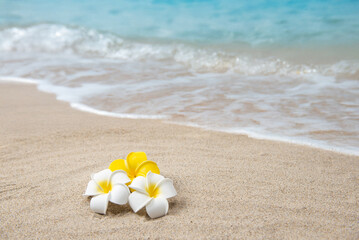 真夏の砂浜とプルメリア