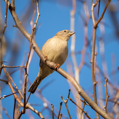 sparrow on a sunny day
