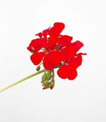 Red Geranium Zonal, garden geranium, Pelargonium hortorum with red flowers, ornamental and medicinal plant, on white background