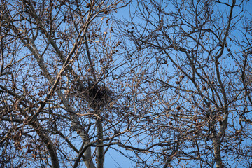 bird's nest among tree branches. blue sky backgrounds.