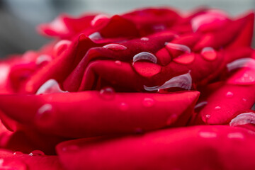 水滴の付いた赤い薔薇の花弁-1