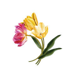 tulip bouquet watercolor illustration with spring flowers and bows