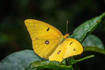 Fototapeta premium A beautiful yellow butterfly with markings resting on a green leaf