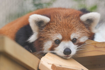 red panda staring 