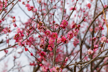 咲き始めた梅の花