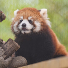 red panda cub