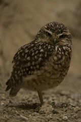 closeup small owl portrait