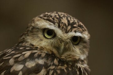 closeup small owl portrait