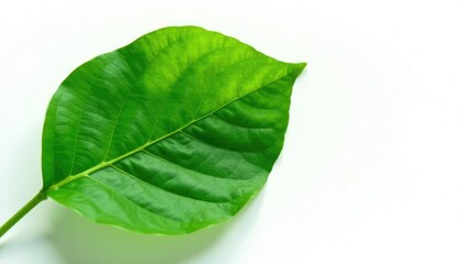 Obraz premium Large green leaf on white background isolated, leafy, leaves, flora