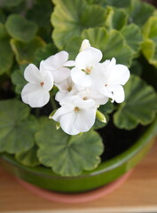Obraz premium White Geranium Zonal, garden geranium, Pelargonium hortorum, ornamental and medicinal plant