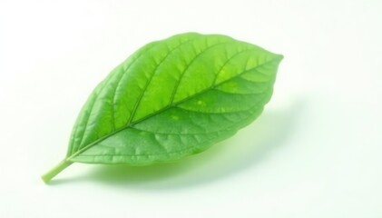 Fototapeta premium Single leafy green isolated on white background with subtle texture, single leaves, greens, isolated plants