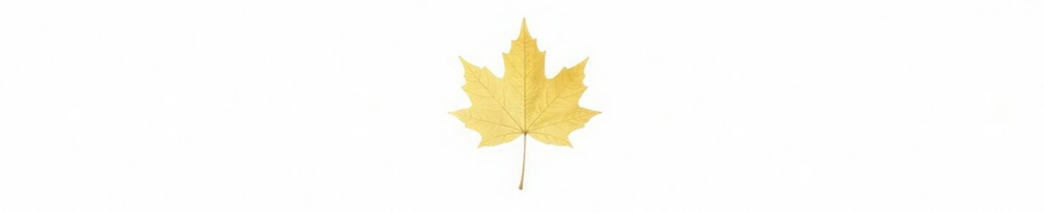 Fototapeta premium single maple leaf in sharp focus against pure white background, single leaf, pure white, maple leaf isolated