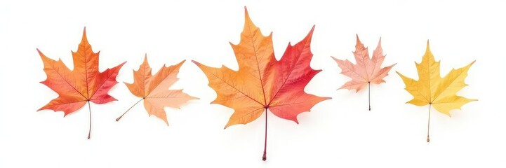 Single maple leaf isolated against white background, plant, fall