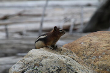 golden-mantled ground squirrel posing on a rock looking around